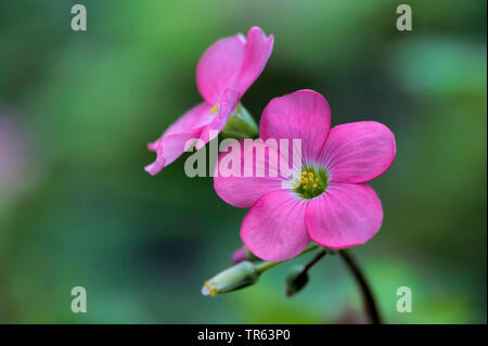 Vier - Blätterte Klee (Oxalis tetraphylla "Iron Cross", Oxalis tetraphylla Iron Cross, Oxalis Deppei), Blumen der Sorte Iron Cross Stockfoto