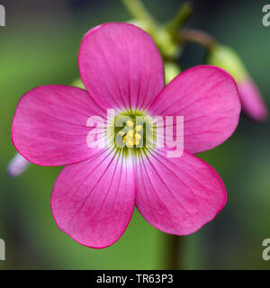 Vier - Blätterte Klee (Oxalis tetraphylla "Iron Cross", Oxalis tetraphylla Iron Cross, Oxalis Deppei), Blume des cultivar Iron Cross Stockfoto