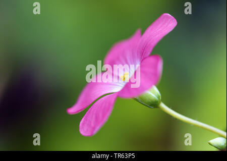 Vier - Blätterte Klee (Oxalis tetraphylla "Iron Cross", Oxalis tetraphylla Iron Cross, Oxalis Deppei), Blume des cultivar Iron Cross, Seitenansicht Stockfoto