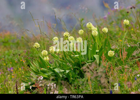 Lange verwurzelten Knoblauch, Sieg Zwiebel (Allium victorialis), blühende, Deutschland Stockfoto