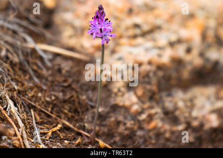 Herbst Blausterne (Scilla autumnalis, Prospero Autumnale), blühende, Griechenland Stockfoto