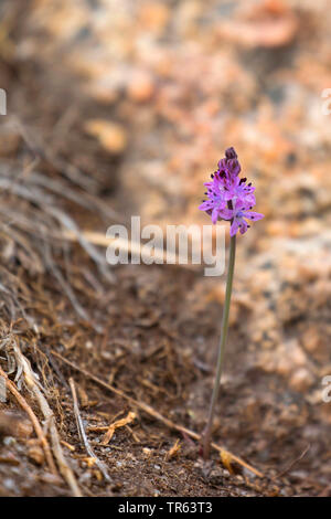 Herbst Blausterne (Scilla autumnalis, Prospero Autumnale), blühende, Griechenland Stockfoto