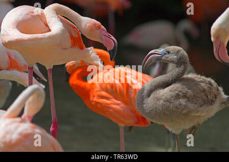 Mehr Flamingo, Flamingo, Karibik Flamingo (Phoenicopterus ruber ruber), jungen Vogel in der Herde Stockfoto