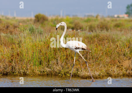 Mehr Flamingo (Phoenicopterus roseus, Phoenicopterus ruber Roseus), jungen Vogel wandern durch seichtes Wasser, Spanien, Katalonia Stockfoto