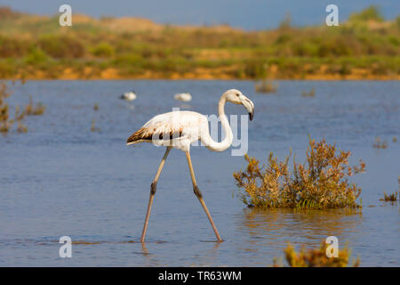 Mehr Flamingo (Phoenicopterus roseus, Phoenicopterus ruber Roseus), jungen Vogel wandern durch seichtes Wasser, Spanien, Katalonia Stockfoto