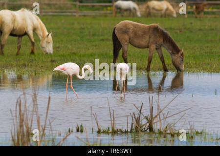 Mehr Flamingo (Phoenicopterus roseus, Phoenicopterus ruber Roseus), zwei Flamingos im flachen Wasser, grasing hourses im Hintergrund, Spanien, Katalonia Stockfoto