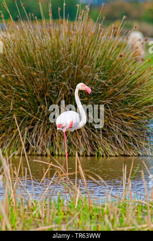 Mehr Flamingo (Phoenicopterus roseus, Phoenicopterus ruber Roseus), im flachen Wasser stehend, Spanien, Katalonia Stockfoto