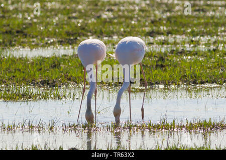 Mehr Flamingo (Phoenicopterus roseus, Phoenicopterus ruber Roseus), zwei Flamingos gemeinsam auf Nahrungssuche im flachen Wasser, Vorderansicht, Spanien, Katalonia Stockfoto