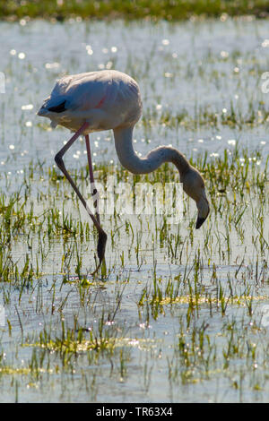 Mehr Flamingo (Phoenicopterus roseus, Phoenicopterus ruber Roseus), auf der Suche nach Nahrung im flachen Wasser, Spanien, Katalonia Stockfoto