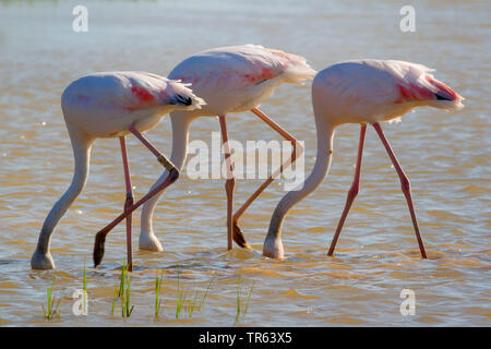 Mehr Flamingo (Phoenicopterus roseus, Phoenicopterus ruber Roseus), drei Flamingos gemeinsam auf Nahrungssuche im flachen Wasser, Seitenansicht, Spanien, Katalonia Stockfoto