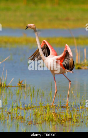 Mehr Flamingo (Phoenicopterus roseus, Phoenicopterus ruber Roseus), in einem Sumpf, Spanien, Katalonia Stockfoto