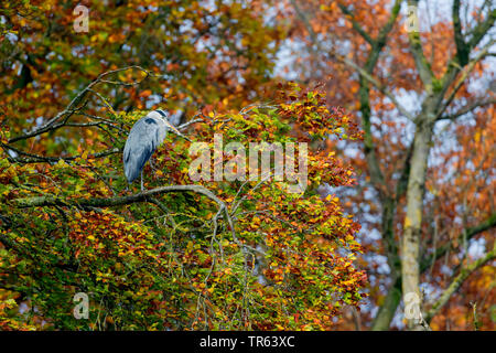 Graureiher (Ardea cinerea), sitzt auf einem Baum, Deutschland Stockfoto