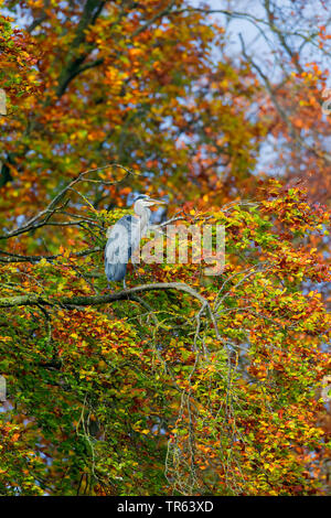 Graureiher (Ardea cinerea), sitzt auf einem Baum, Deutschland Stockfoto