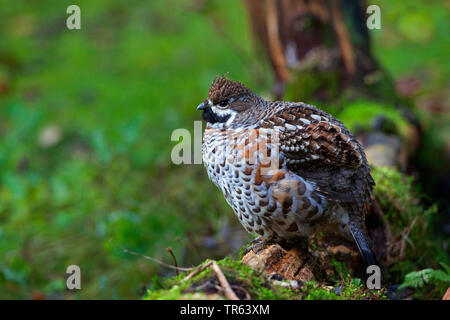 Haselhuhn (Tetrastes bonasia, Bonasa bonasia), sittin auf einem Holz, Deutschland, Bayern Stockfoto