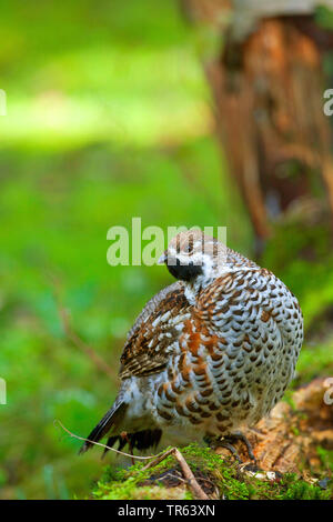 Haselhuhn (Tetrastes bonasia, Bonasa bonasia), sitzen auf den moosigen Deadwood, Deutschland, Bayern Stockfoto