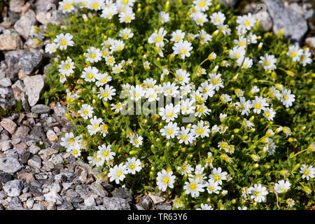 Single - Blume Vogelmiere (Cerastium uniflorum), blühende, Deutschland, Bayern Stockfoto