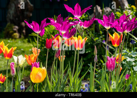 Gemeinsamen garten Tulpe (Tulipa spec.), bunte Tulpen im Garten, Deutschland, Mecklenburg-Vorpommern Stockfoto