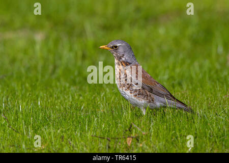 Wacholderdrossel (Turdus pilaris), Nahrungssuche auf einer Wiese, Seitenansicht, Norwegen, Lofoten Stockfoto