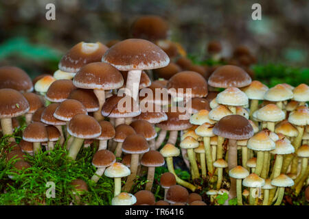 Gemeinsame stumpf brittlestem (Psathyrella piluliformis, Psathyrelle Hydrophila), mit Schwefel Büschel, Deutschland, Mecklenburg-Vorpommern, Letschower Tann Stockfoto