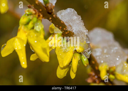 Gemeinsame forsythia (Forsythia x Intermedia, Forsythia intermedia), blühender Zweig mit Eis, Deutschland, Mecklenburg-Vorpommern Stockfoto