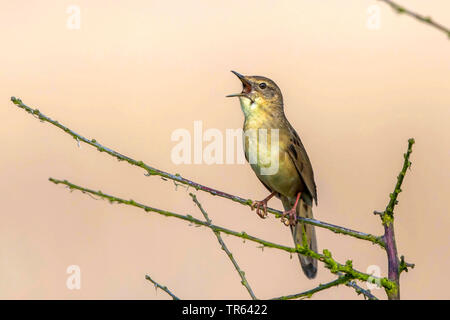 Grasshopper Warbler (Locustella naevia), singende Männchen auf einem Zweig, Deutschland, Mecklenburg-Vorpommern Stockfoto