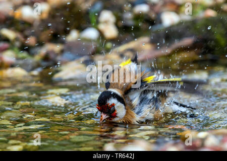 Eurasischen Stieglitz (Carduelis carduelis), Schwimmen im seichten Wasser, Deutschland, Mecklenburg-Vorpommern Stockfoto