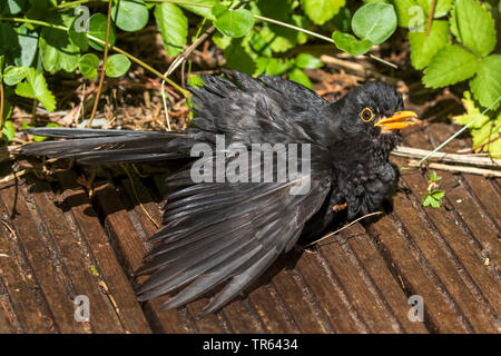 Amsel (Turdus merula), männlich beim Sonnenbaden auf der Terrasse aus Holz, Seitenansicht, Deutschland, Mecklenburg-Vorpommern Stockfoto