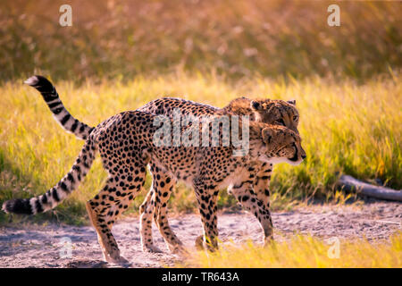 Gepard (Acinonyx jubatus), zwei Geparden zu Fuß Seite an Seite in der Savanne, Seitenansicht, Botswana Stockfoto