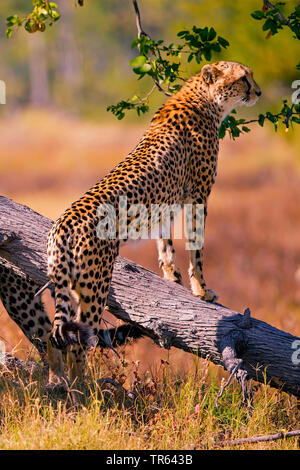 Gepard (Acinonyx jubatus), stehend auf einem toten Baum und Peering, Seitenansicht, Botswana Stockfoto