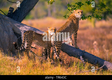 Gepard (Acinonyx jubatus), zwei Geparden stehen vor einem toten Baumstamm und Peering, Seitenansicht, Botswana Stockfoto