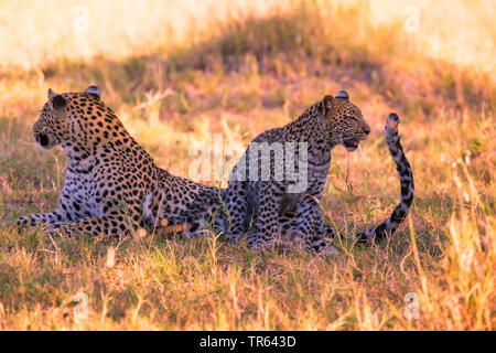 Leopard (Panthera pardus), leopardin ruht mit einem jungen Tier im Schatten, Botswana Stockfoto