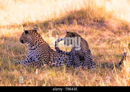 Leopard (Panthera pardus), leopardin ruht mit einem jungen Tier im Schatten, Botswana Stockfoto