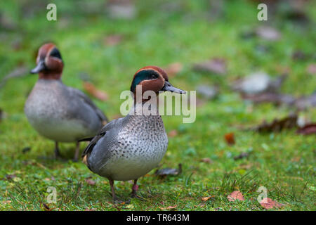 Green-winged Teal (Anas crecca), Männer auf einem Rasen, Deutschland, Bayern Stockfoto