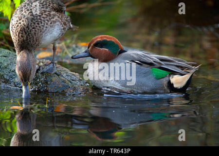 Green-winged Teal (Anas crecca), ein Paar, Deutschland, Bayern Stockfoto