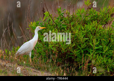 Kuhreiher, buff-backed Heron (Ardeola ibis, Bubulcus ibis), an einem Busch, Spanien stehend, Katalonia Stockfoto