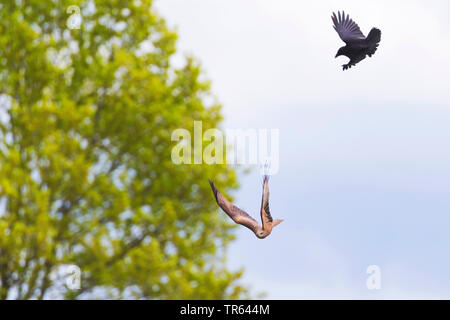 Rotmilan (Milvus milvus), mit angreifen Krähe im Flug, Deutschland Stockfoto