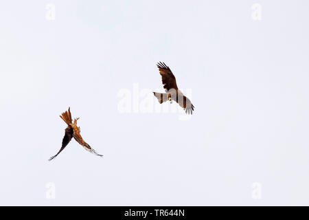 Rotmilan (Milvus milvus), Fliegen zusammen mit schwarzen Drachen, Deutschland Stockfoto