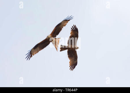 Rotmilan (Milvus milvus), Fliegen zusammen mit schwarzen Drachen, Deutschland Stockfoto