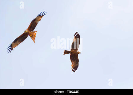 Rotmilan (Milvus milvus), Fliegen zusammen mit schwarzen Drachen, Deutschland Stockfoto