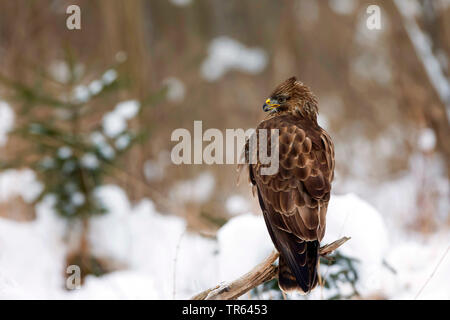 Eurasischen Mäusebussard (Buteo buteo), im Winter auf einem Aussichtspunkt, Deutschland, Bayern Stockfoto