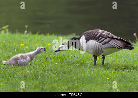 Nonnengans (Branta leucopsis), Graugans mit gosling in einer Wiese, Seitenansicht, Deutschland, Bayern Stockfoto