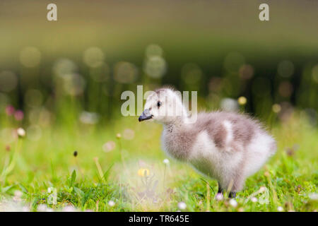 Nonnengans (Branta leucopsis), gosling in einer Wiese, Seitenansicht, Deutschland, Bayern Stockfoto