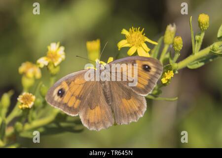 Sardische wiese Braun (Pyrausta nurag), sitzend auf einem Composite, Italien, Sardinien Stockfoto