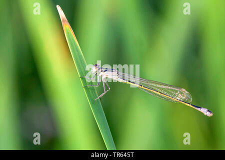 Gemeinsame ischnura, Blue-tailed damselfly (Ischnura elegans), Weibliche sitzen an einem Stengel, Seitenansicht, Deutschland, Bayern Stockfoto