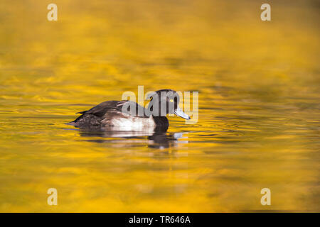 Reiherente (Aythya fuligula), Männchen auf dem Wasser, Deutschland, Bayern Stockfoto