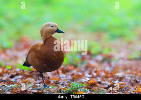 Ruddy Brandente (Tadorna ferruginea, Casarca ferruginea), auf einem Bein stehen, Deutschland Stockfoto