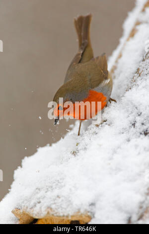 Europäische Robin (Erithacus Rubecula), auf der Suche nach Nahrung im Schnee, Deutschland Stockfoto