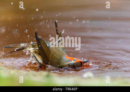 Europäische Robin (Erithacus Rubecula), Schwimmen im seichten Wasser, Seitenansicht, Deutschland Stockfoto