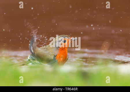 Europäische Robin (Erithacus Rubecula), Schwimmen im seichten Wasser, Seitenansicht, Deutschland Stockfoto