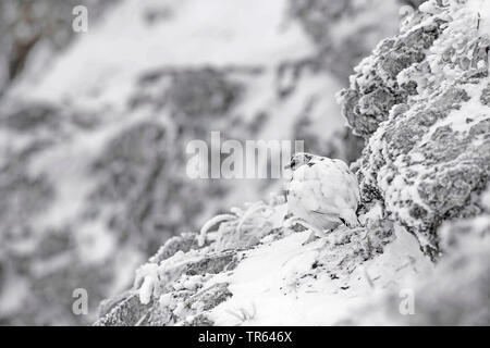 Rock Ptarmigan, Schnee Huhn (Lagopus mutus), gut caouflaged an einem Verschneiten rockwall Stockfoto